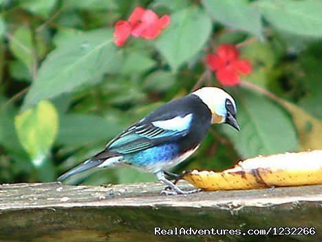 Bird watching | Explore Panama | Image #15/15 | 