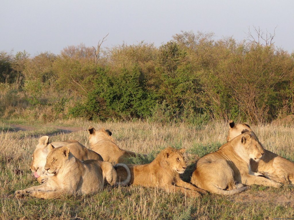 4 Days Masai Mara  And Amboseli National Park | Nairobi, Kenya | Wildlife & Safari Tours | Image #1/26 | 