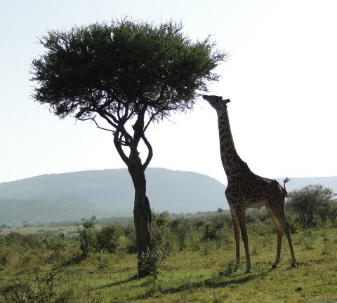 Kenya Safari In 4x4 Land Cruiser