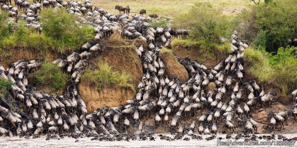 Wildebeest Migration In Maasai Mara | 4 Days Masai Mara  And Amboseli National Park | Image #11/26 | 