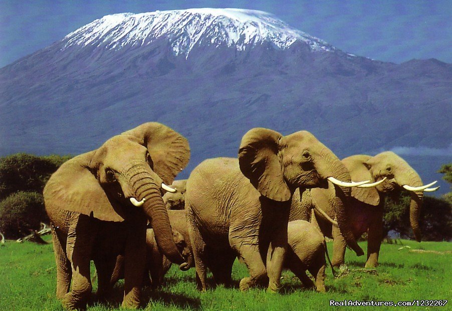 Kenya Safari, Masai Mara Package ,kenya Adventure | 4 Days Masai Mara  And Amboseli National Park | Image #12/26 | 
