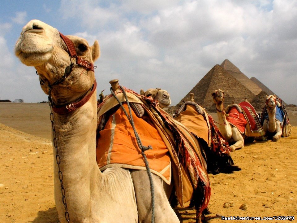 Camel Ride- pyramids | Egypt Best Travel Deals | Giza, Egypt | Sight-Seeing Tours | Image #1/25 | 