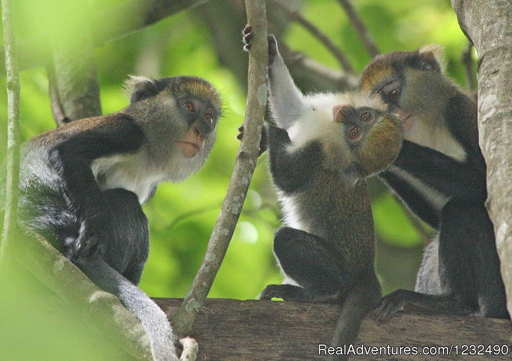 Tafi Monkey village tour | Eco-tour | Accra, Ghana | Sight-Seeing Tours | Image #1/7 | 