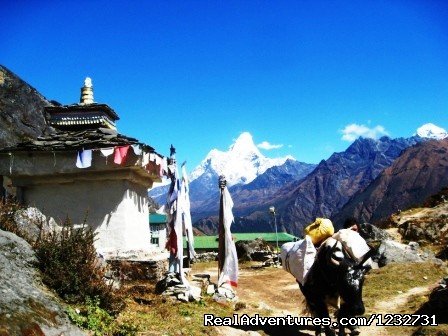 Amadablum and Yak | Everest Base Camp Trek | Image #6/6 | 