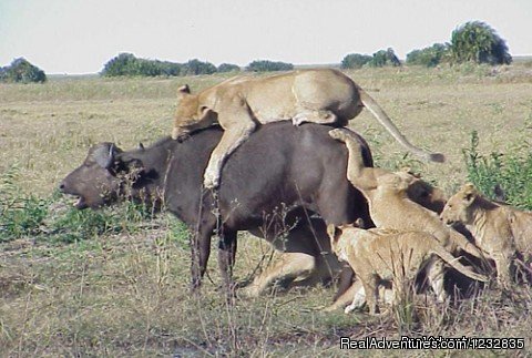 Lion Hunting | mombasa Tsavo East  mombasa | Central Highlands, Kenya | Wildlife & Safari Tours | Image #1/5 | 