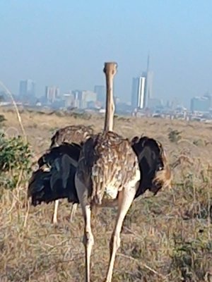 Genet Tours And Safaris | Nairobi, Kenya | Sight-Seeing Tours