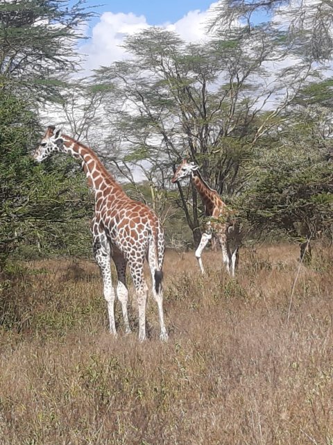 Girrafees In The Park
