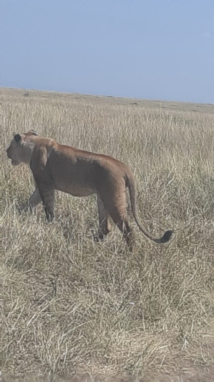 Llion In Masai Mara | Genet Tours And Safaris | Image #3/9 | 