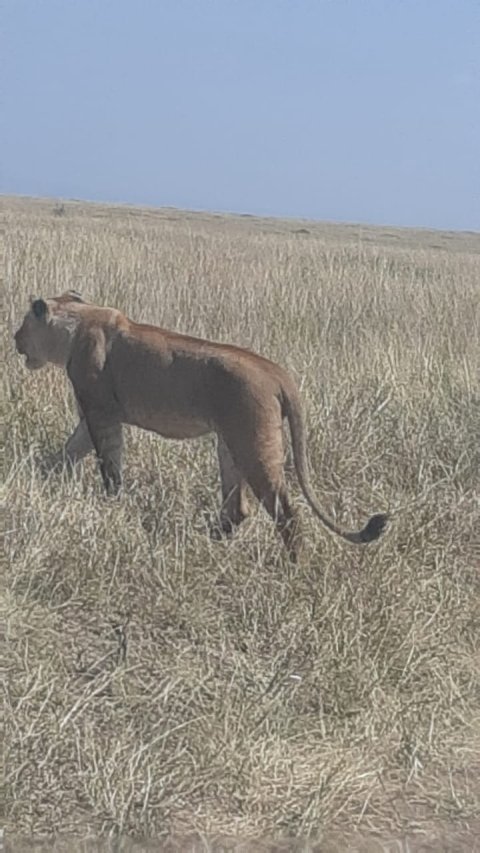 Llion In Masai Mara