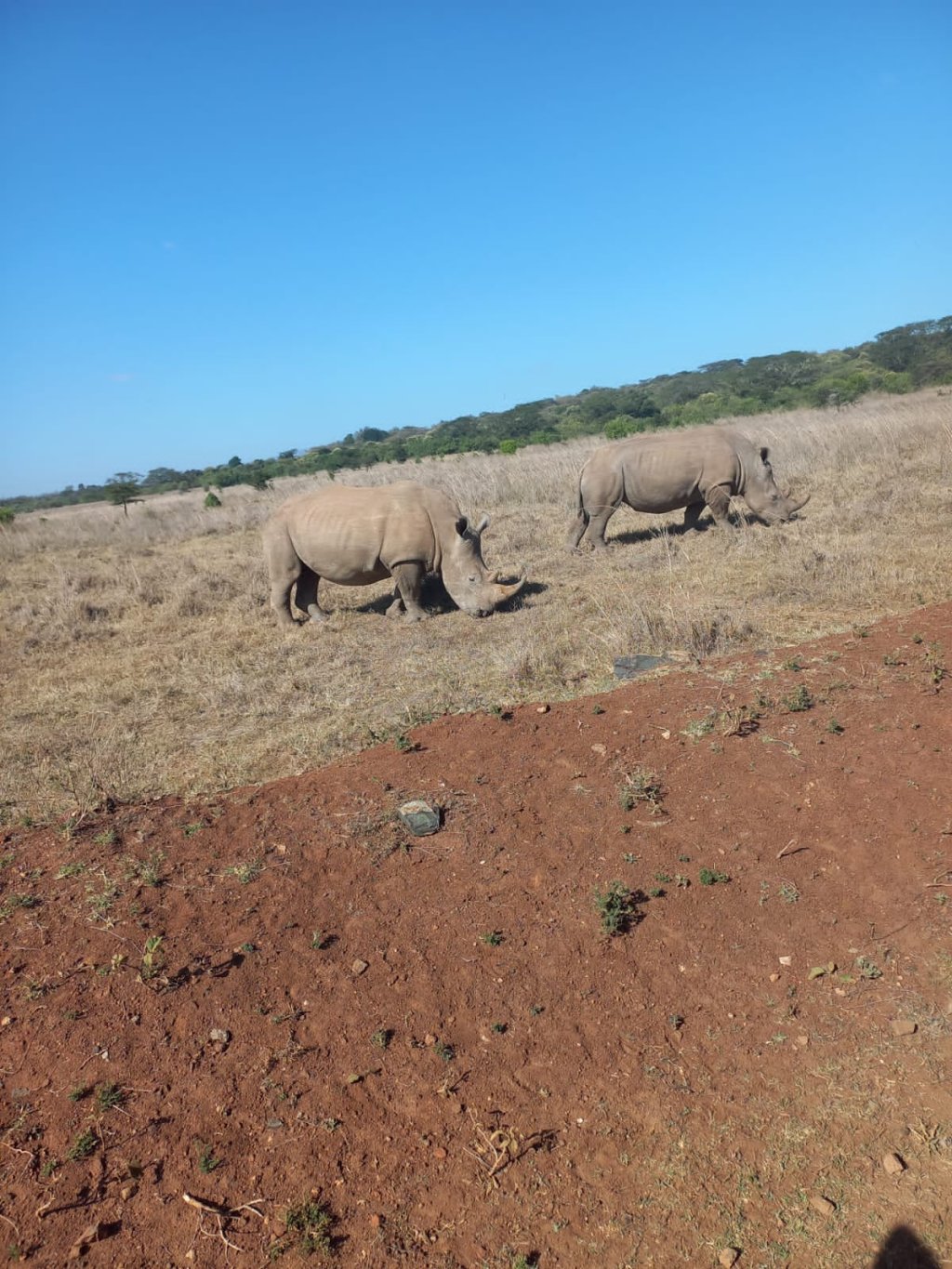 Rhinos In Nairobi National Park | Genet Tours And Safaris | Image #4/9 | 