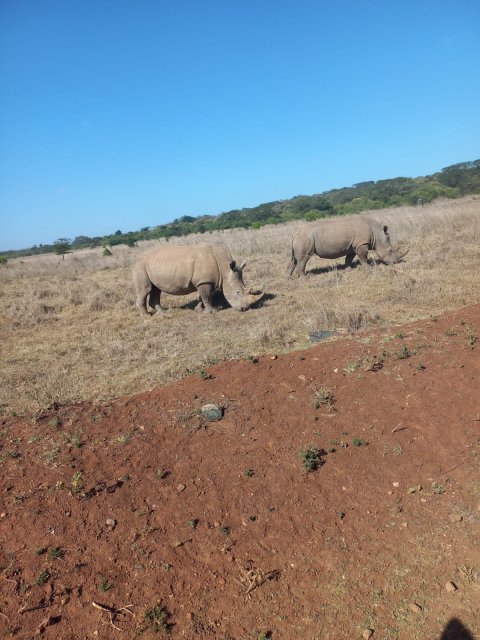 Rhinos In Nairobi National Park