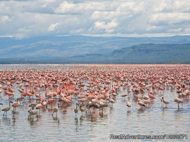 Lake Nakuru National Park | Genet Tours And Safaris | Image #2/9 | 
