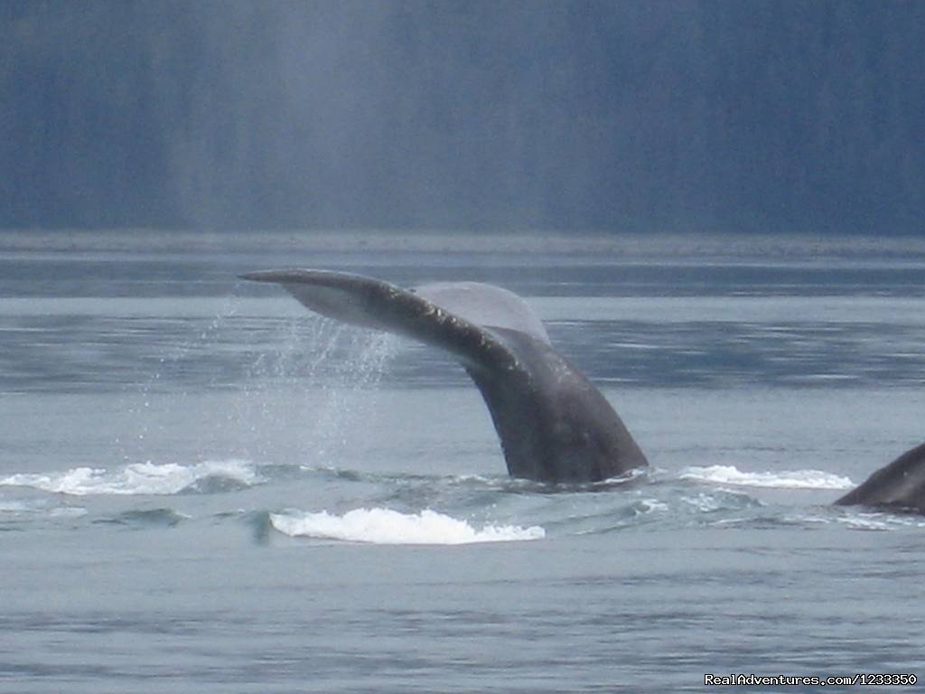 Humpback Whale | Alaska's Liveaboard Glacier Bay Cruises, 5-7 days | Image #6/21 | 
