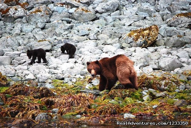 Brown Bear and 2 cubs | Alaska's Liveaboard Glacier Bay Cruises, 5-7 days | Image #8/21 | 