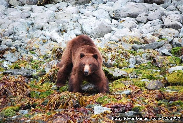 Brown Bear | Alaska's Liveaboard Glacier Bay Cruises, 5-7 days | Image #10/21 | 