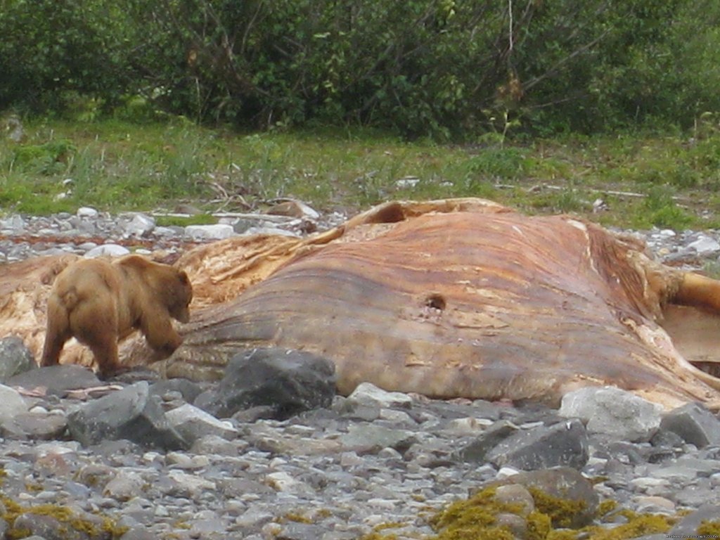 A Brown Bear on a Dead Whale in Glacier Bay | Alaska's Liveaboard Glacier Bay Cruises, 5-7 days | Image #12/21 | 