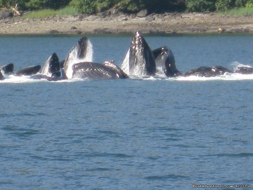 Bubble Feeding Whales | Alaska's Liveaboard Glacier Bay Cruises, 5-7 days | Image #16/21 | 
