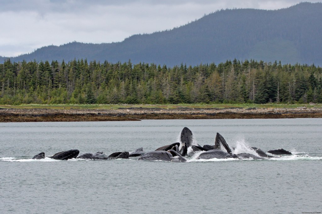 Bubble Feeding Whales | Alaska's Liveaboard Glacier Bay Cruises, 5-7 days | Image #2/21 | 