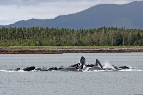 Bubble Feeding Whales