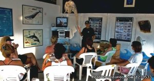 Dolphin adventure in the ocean | Puerto Vallarta, Jalisco , Mexico | Eco Tours