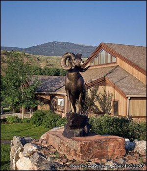 Exciting Wildlife Encounter with Bighorn Sheep | Dubois, Wyoming | Museums & Art Galleries