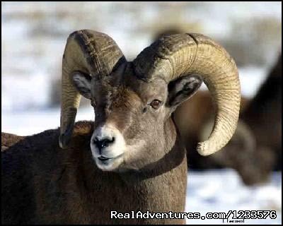 Ram near the National Bighorn Sheep Center.