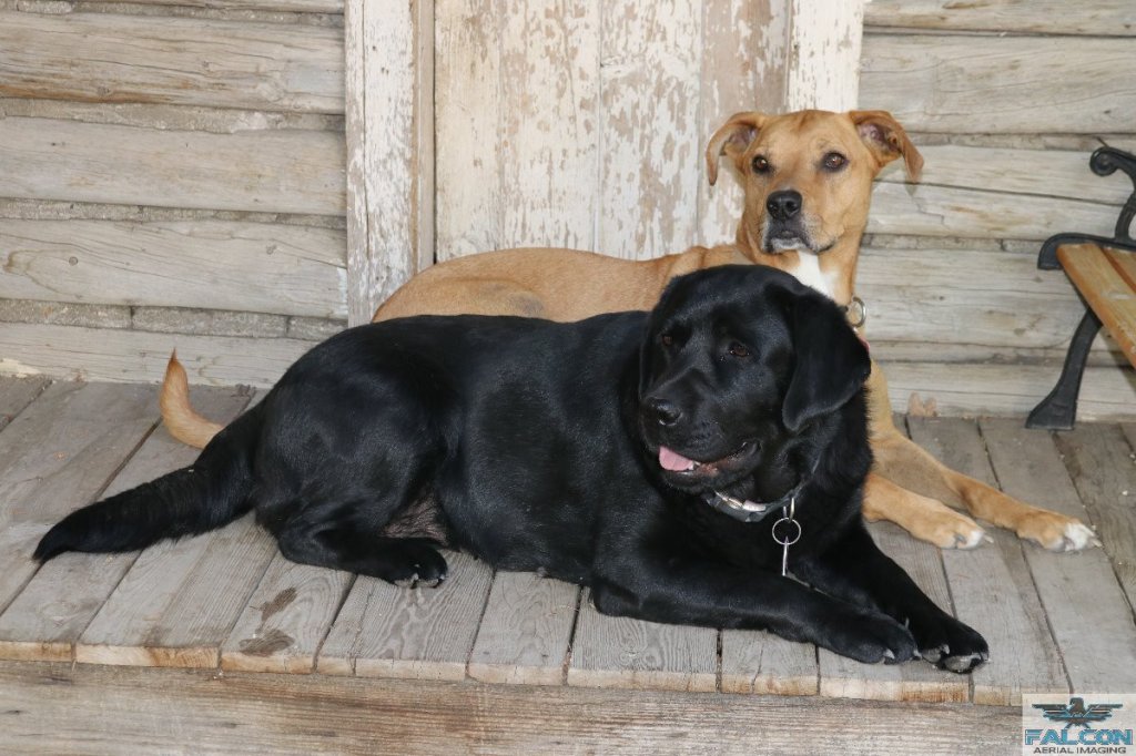 We Are Dog Friendly But Call First. | Robin's Nest - Close To Yellowstone National Park | Image #3/4 | 