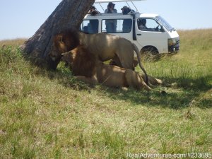 Home for budget travelers | Nairobi, Kenya Wildlife & Safari Tours | Great Vacations & Exciting Destinations