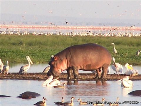 Birds and Hippo in l.Nakuru