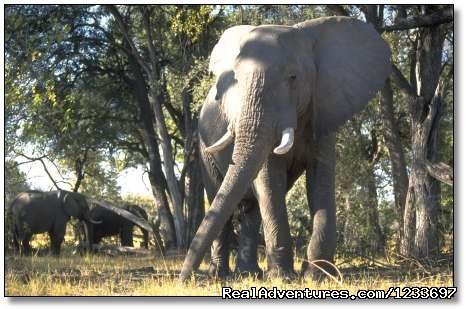 Big Jumbos in Amboseli | Africa Safari in Kenya | Image #3/4 | 