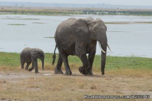 Nafest Tours And Safaris | Nairobi, Kenya | Wildlife & Safari Tours