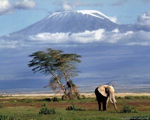 Kilimanjaro Climb Marangu Route Coca Cola Route | Dar es Salaam, Tanzania | Hiking & Trekking