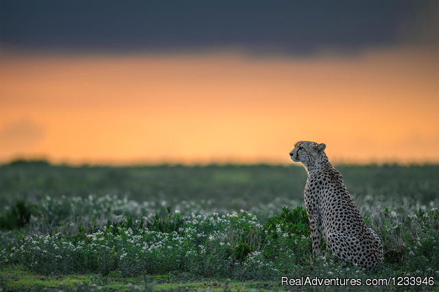 7 Days 6 Nights Great Wildebeests Migration Safari Photo