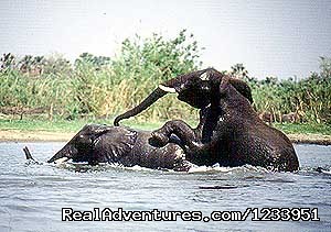 Africa Holiday Safaris | Nairobi, Kenya | Car Rentals