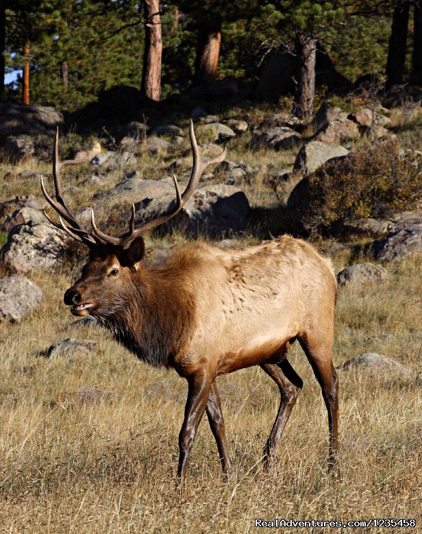 Private Land Elk Hunting | Colorado Big Game Hunting | Image #4/7 | 