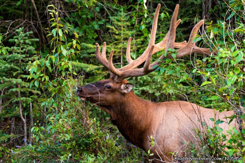 Colorado Elk Hunting Ranch | Colorado Big Game Hunting | Craig, Colorado  | Hunting Trips | Image #1/7 | 