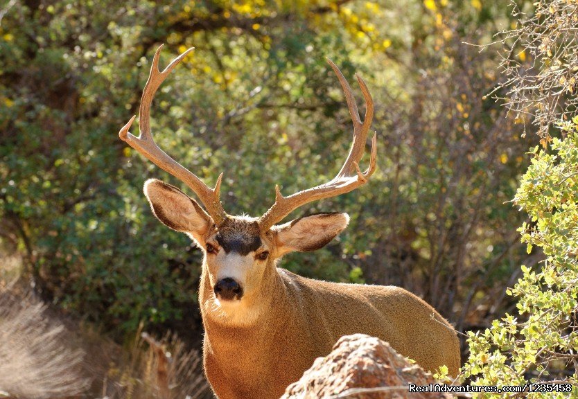 Colorado Deer Hunting Ranch | Colorado Big Game Hunting | Image #6/7 | 