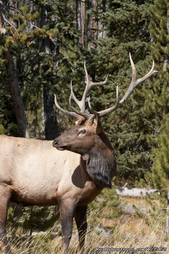 Colorado Elk Hunting | Colorado Big Game Hunting | Image #7/7 | 