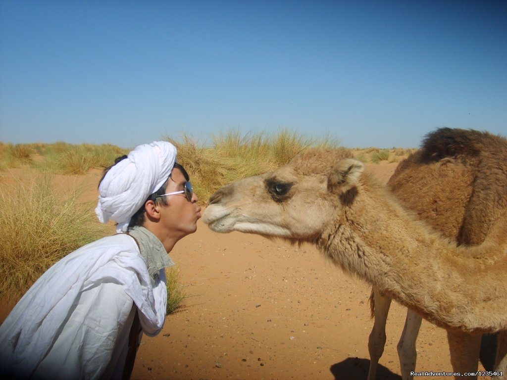 Get up close and personal with the camels | Real Morocco Tours | Marrakesh, Morocco | Sight-Seeing Tours | Image #1/21 | 