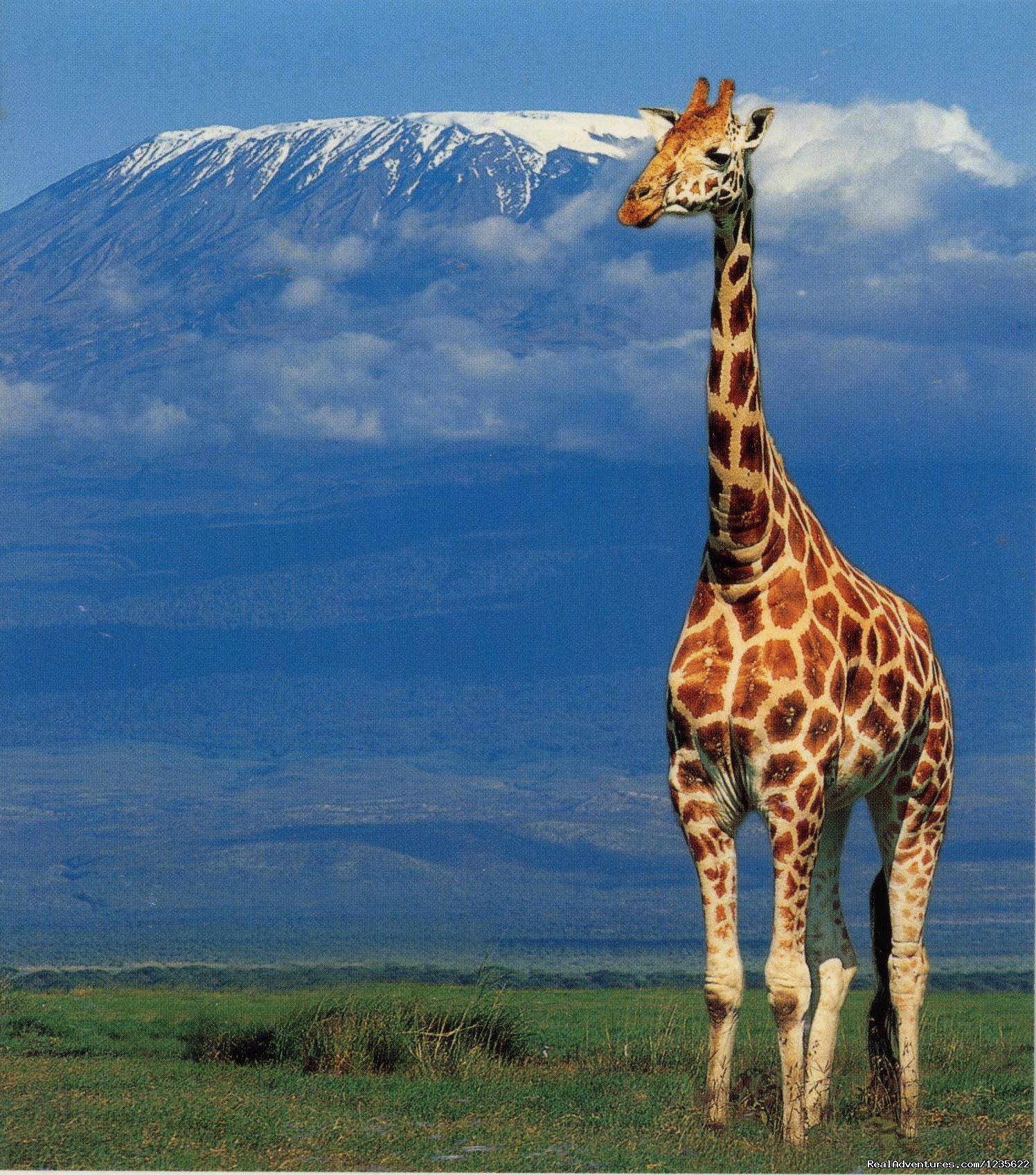 trekking kilimanjaro tanzania climbing tours expeditions realadventures