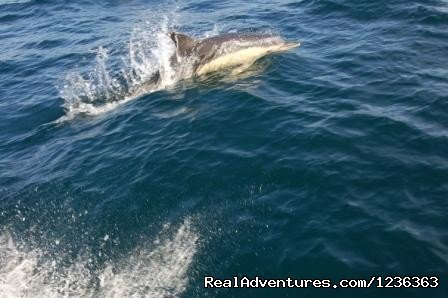 Dolphins on the South Coast | Oceanaddicts Dive with us South Coast of Ireland | Image #2/10 | 