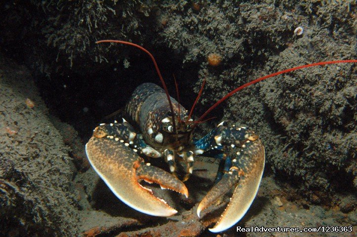 Lobster | Oceanaddicts Dive with us South Coast of Ireland | Image #6/10 | 