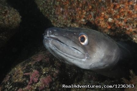 Conger Eel | Oceanaddicts Dive with us South Coast of Ireland | Image #7/10 | 