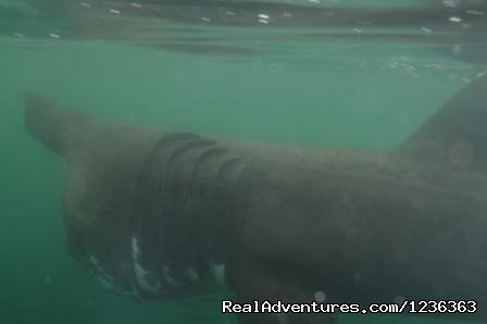 Basking Shark | Oceanaddicts Dive with us South Coast of Ireland | Image #8/10 | 