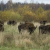 Dolphin Group LTD Wisents (European bisons)