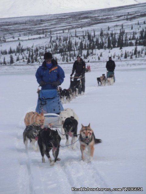 Paws for Adventure Sled Dog Tours Photo