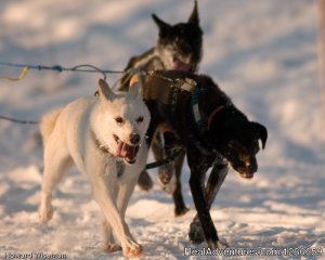 Alaskan Dog Sled & Horse Adventures | Adak, Alaska | Dog Sledding