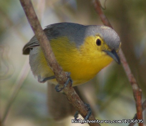 Down East Nature Tours Photo