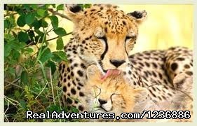 Goodhost Vaccations-Best safaris in kenya/tanzania | Nairobi, Kenya | Wildlife & Safari Tours