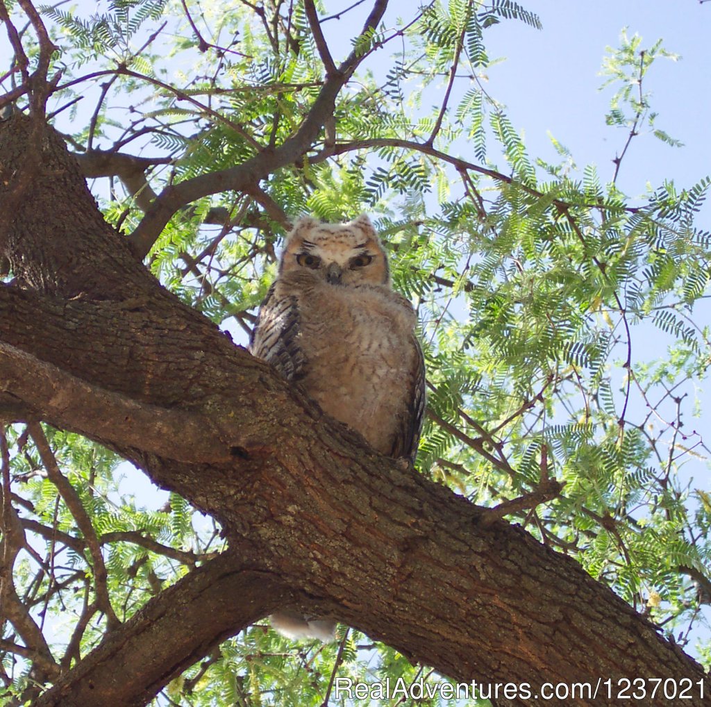 Great Horned Owls nest in our eucalyptus trees | Romantic Getaway at Historic Arizona Guest Ranch | Image #2/12 | 